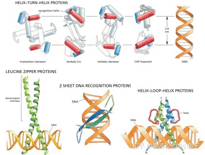 浅谈转录因子及研究方法——以植物wrky家族为例