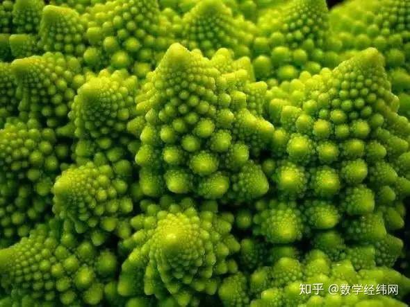 分形结构| 大自然中的数学之美 - 知乎