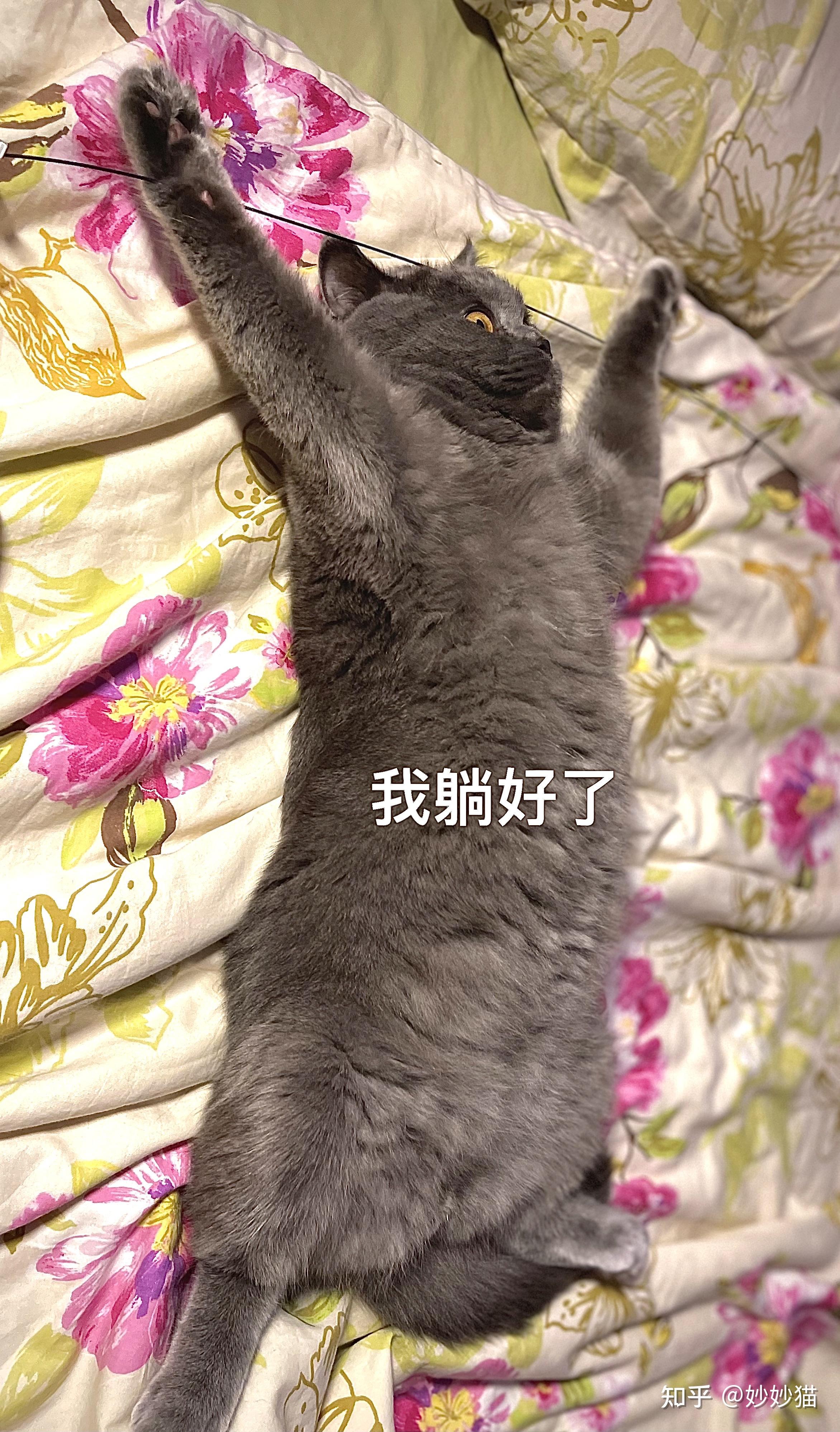 小猫咪没有坏心眼