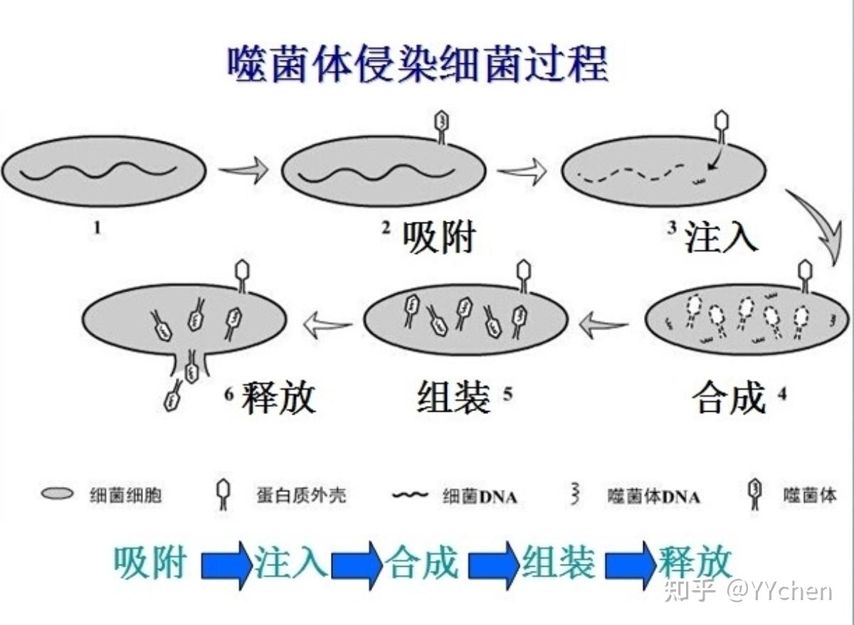标记噬菌体的详细过程图片