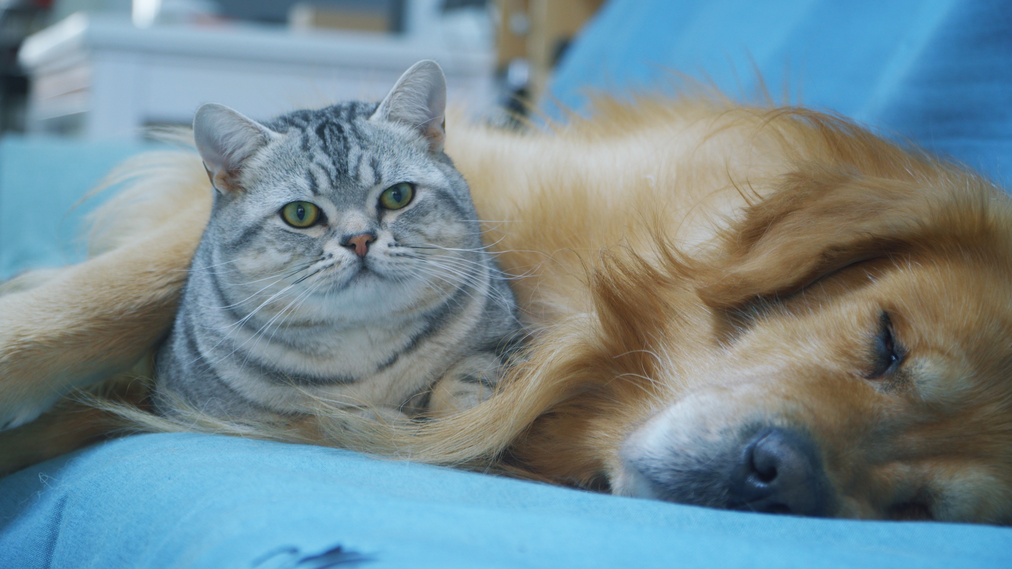 一只高冷厌世但又十分粘人的猫咪小七