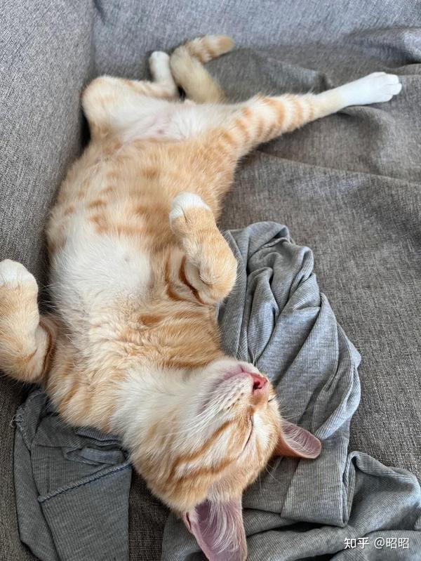 大橘为重之橘猫为什么那么能吃？ - 知乎