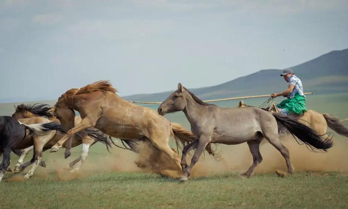 蒙古族草原马文化!"蒙品1选"打马草原! - 知乎