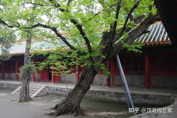 大树底下好乘凉！有了院子，最好在院子里种一棵庭荫树 - 知乎