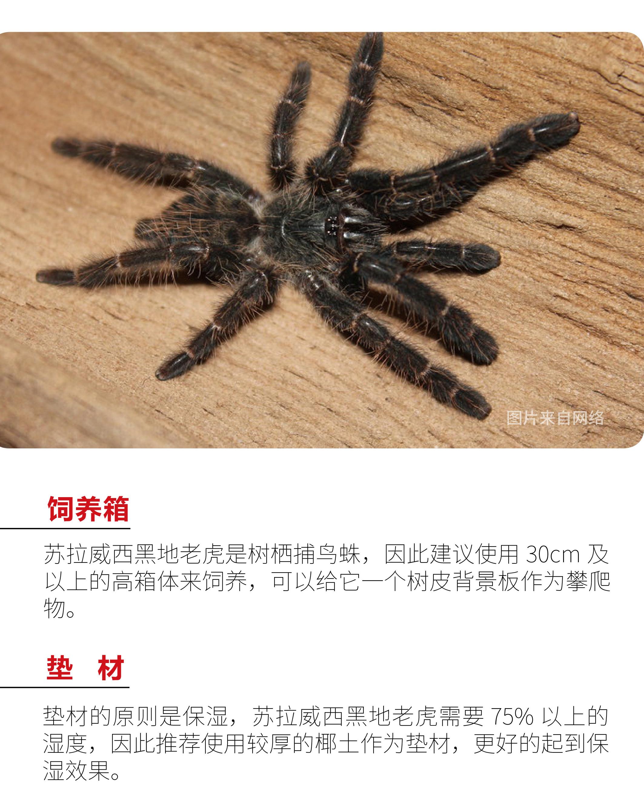 物种小谈|苏拉威西黑地老虎捕鸟蛛