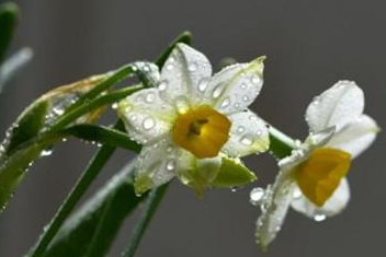 水仙花的象征意义 水仙花传说故事是什么 知乎 水仙花的象征意义 水仙花传说故事是什么 知乎