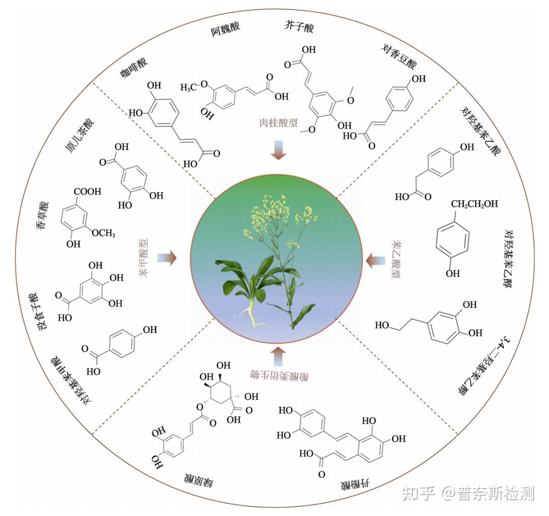 酚酸类物质的分类与作用 - 知乎