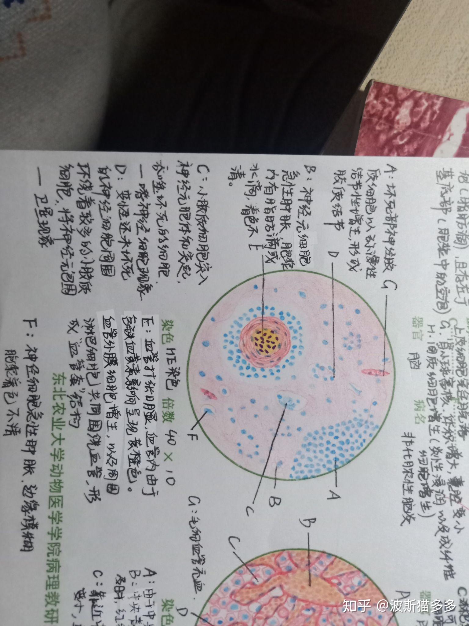 蛙红细胞结构图手绘图图片