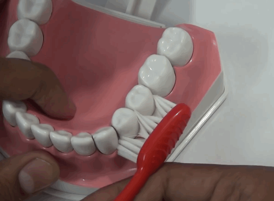 欧美很流行的bass刷牙法是什么科普一下最新modifiedbass刷牙法