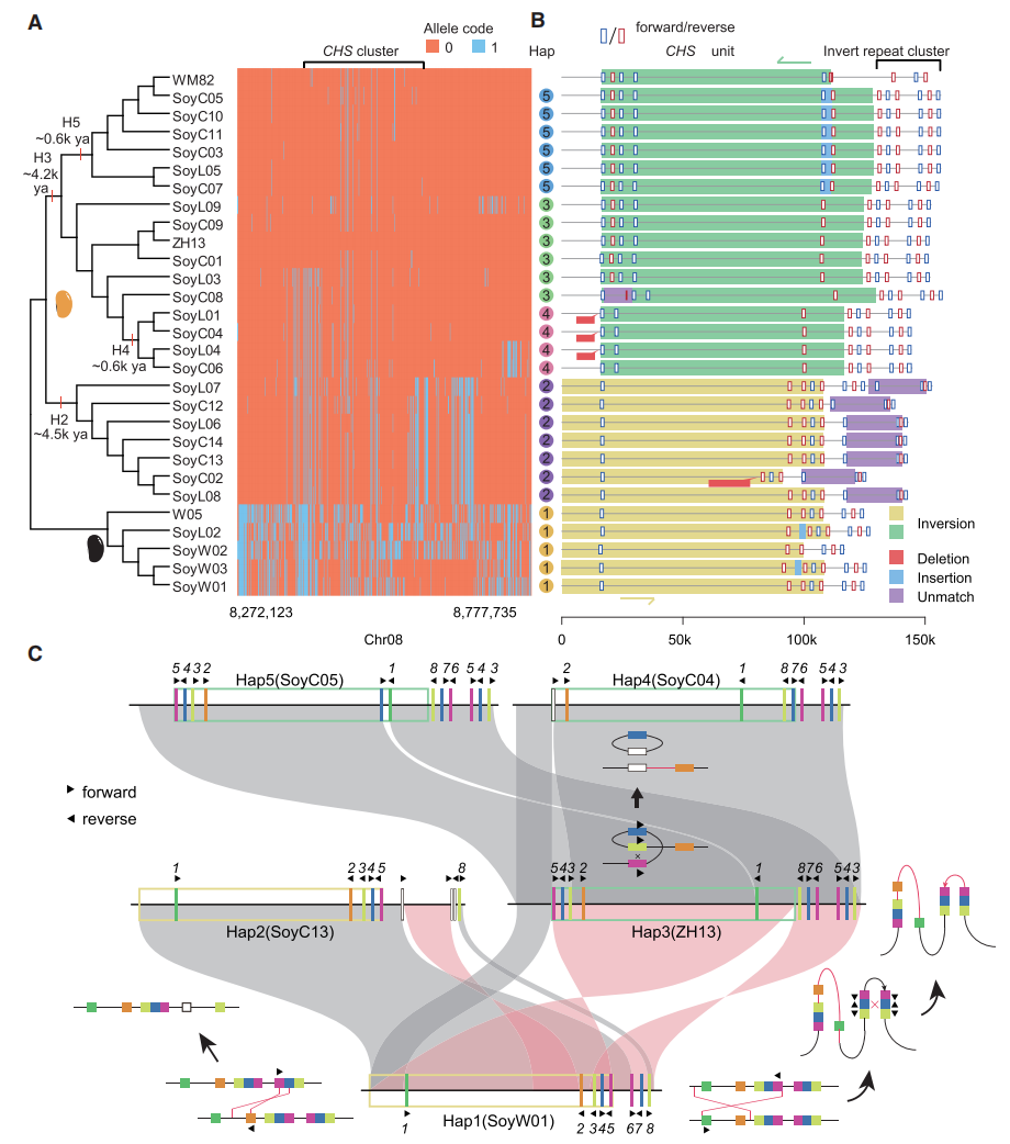 分析文章 | cell — 中科院遗传发育所构建高质量大豆泛基因组图谱