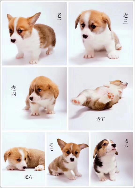 给狗接生的方法 v2-6f0826a39ec780bf1c03919978a32188_1440w.jpg?source=172ae18b