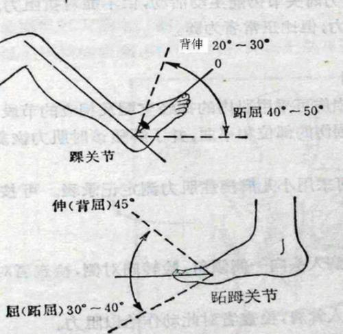 跖屈和背伸图片