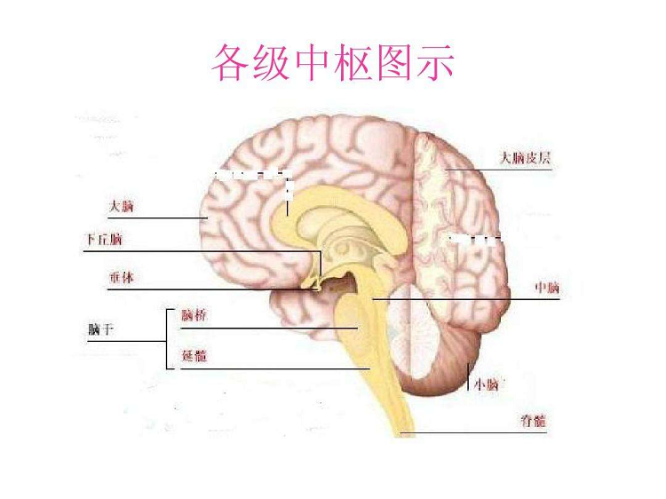 大脑长在头的位置图图片