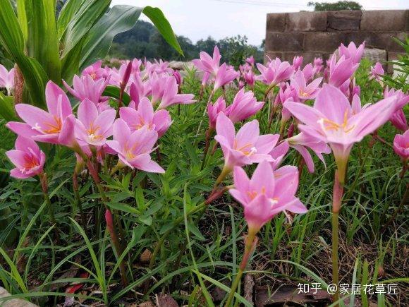 养风雨兰,容易死叶、不开花?巧用几种招式,简简单单就养好 - 知乎