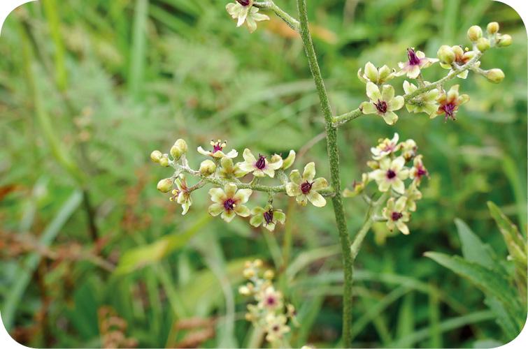 黑紫藜芦 - 野外花草图鉴 - 知乎书店