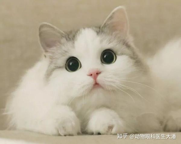 宠物眼科医生吐血整理 猫咪泪痕原因都在这里了 知乎