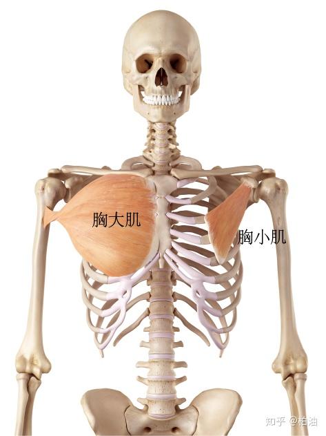 胸小肌：几乎每个人都需要放松的肌肉 - 知乎