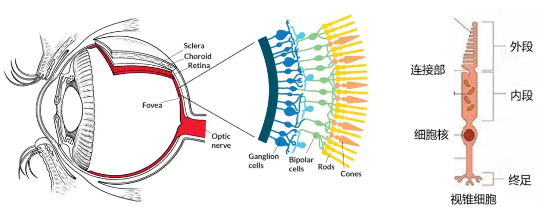 视锥细胞和视杆细胞图片