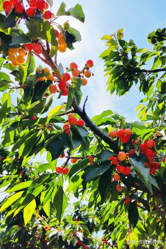 樱为有你不约而铜2021铜川樱桃采摘攻略火速看过来啦