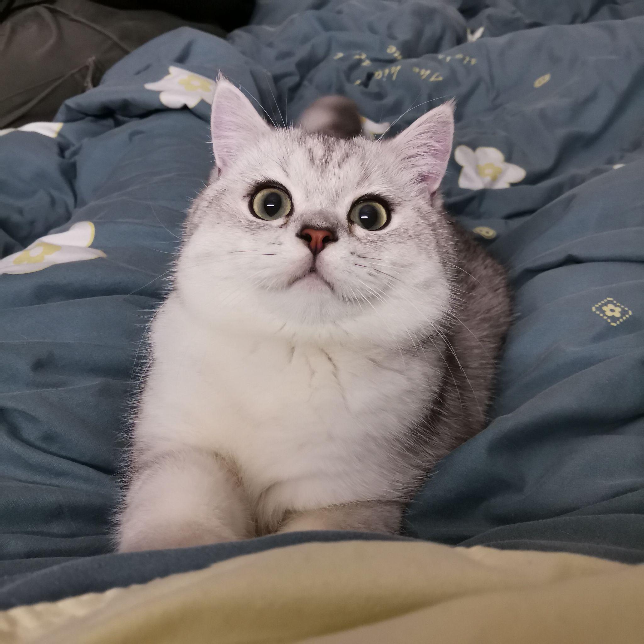 三个月英短银渐层可以推荐一下猫粮吗