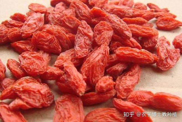 枸杞好吃但不会种?教你一些小技巧,一棵树就能吃一年 - 知乎