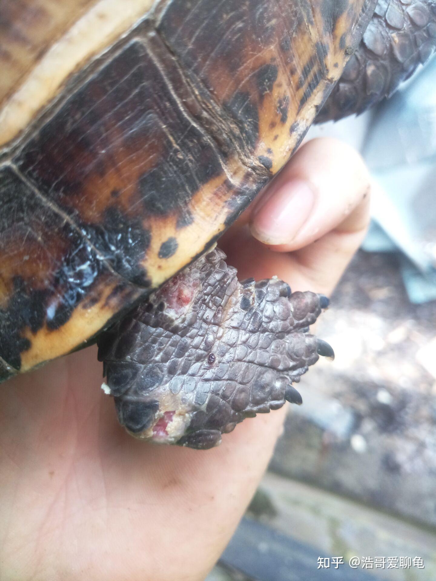 帮忙看看龟龟是真菌感染还是换壳正常现象 - 知乎