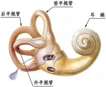 神奇的感觉(2)——你为什么最喜欢接吻和爱抚?