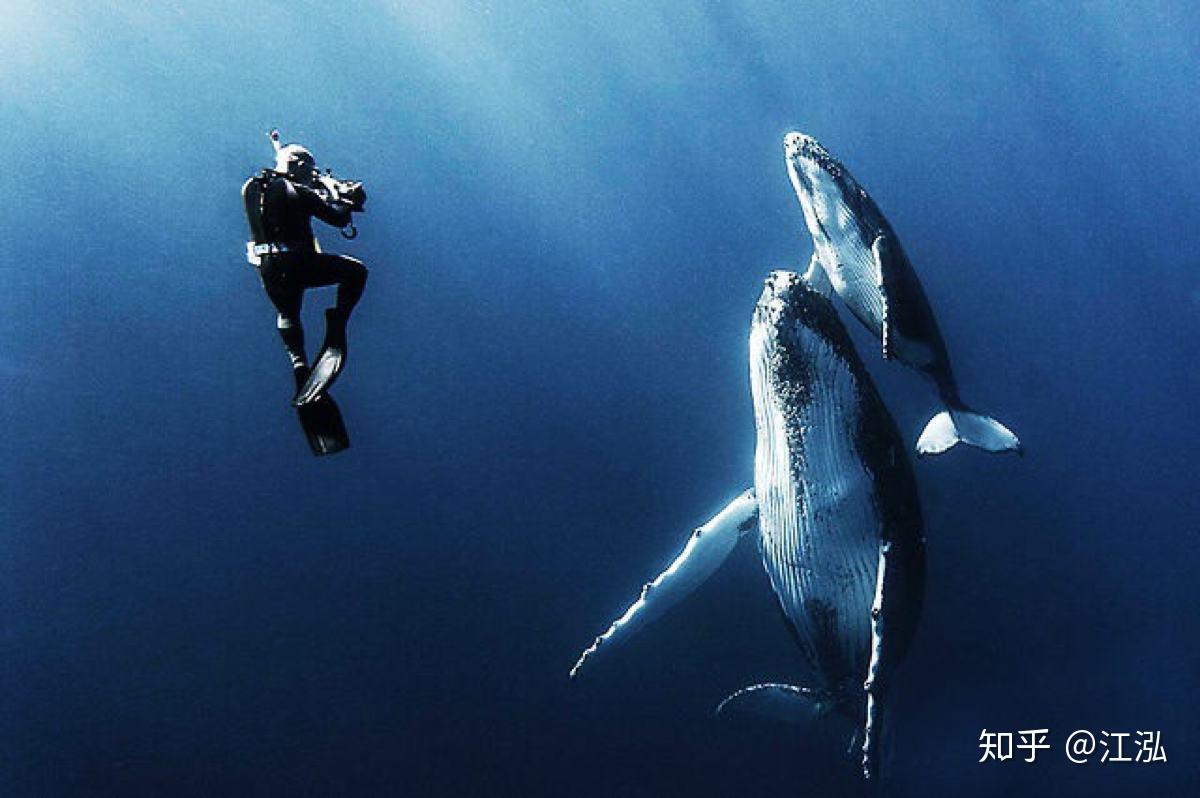 整活：虎鲸群与巨齿鲨 - 哔哩哔哩
