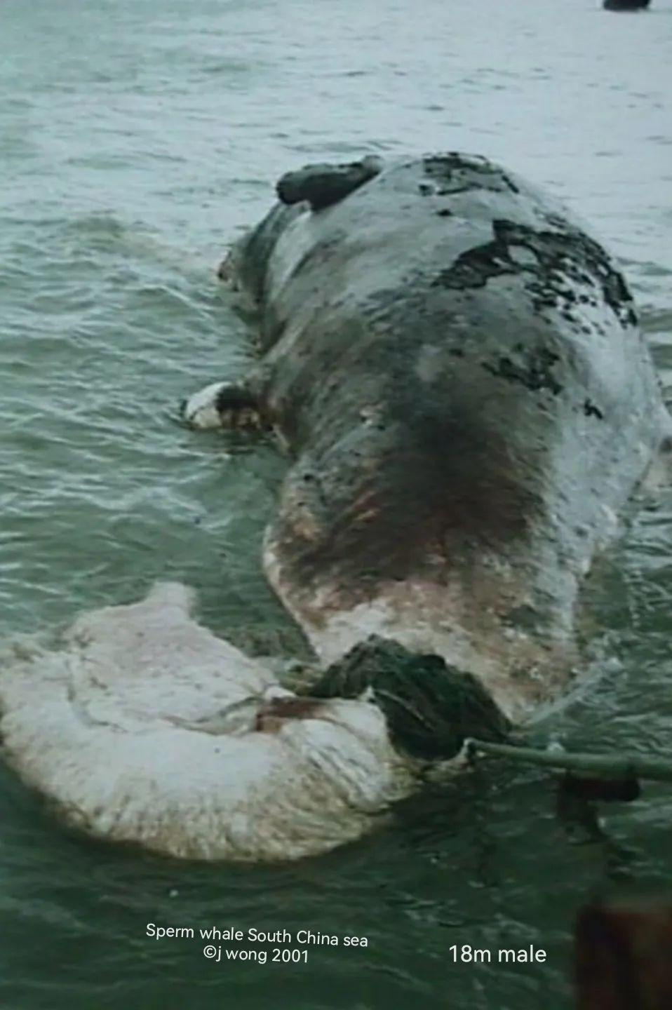 王敏幹：关于中国鲸类保护的四点建议- 知乎