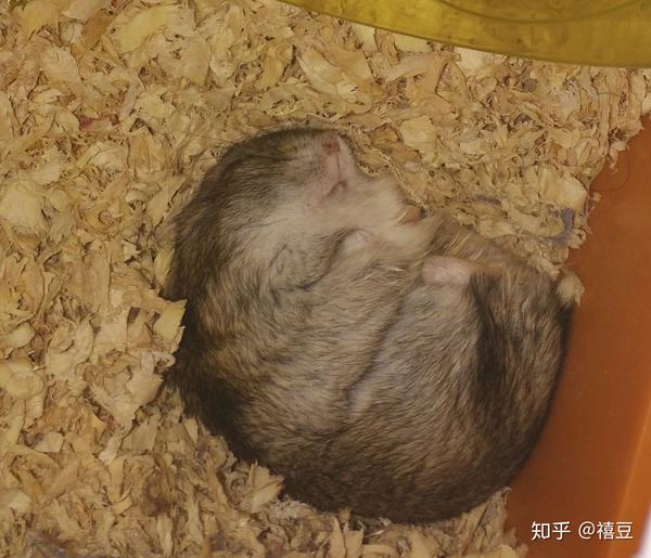 仓鼠睡觉时是怎样的? - 知乎