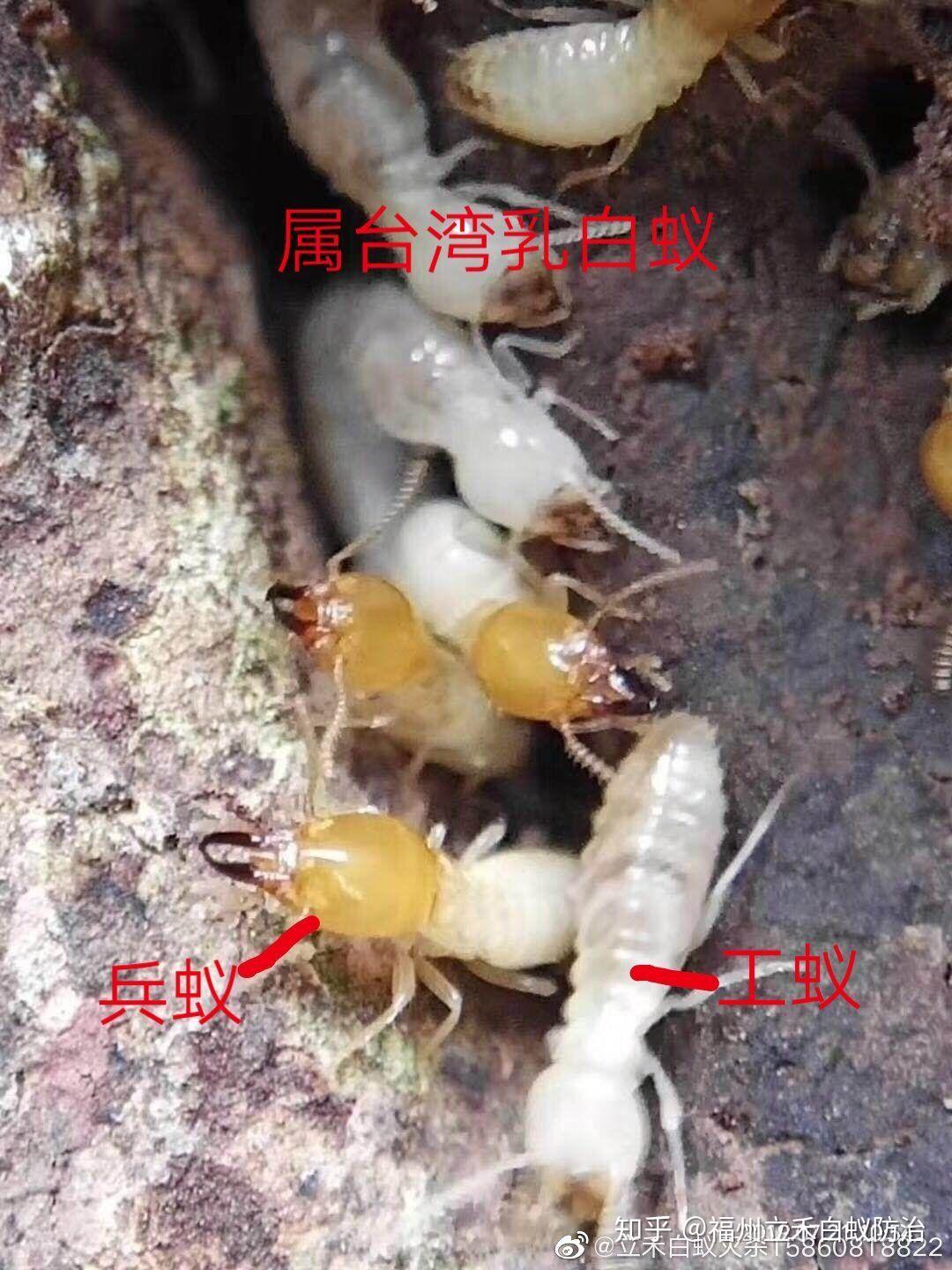 蚁王,蚁后和群体发育 - 知乎