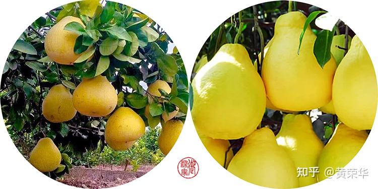 中国传统色:柚黄 - 知乎