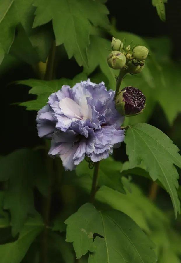 从“朝开暮落”到“可盐可甜”的槿丨花花万物 - 知乎