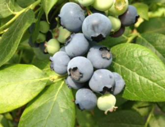 智慧农业 蓝莓授粉方法有哪些 知乎