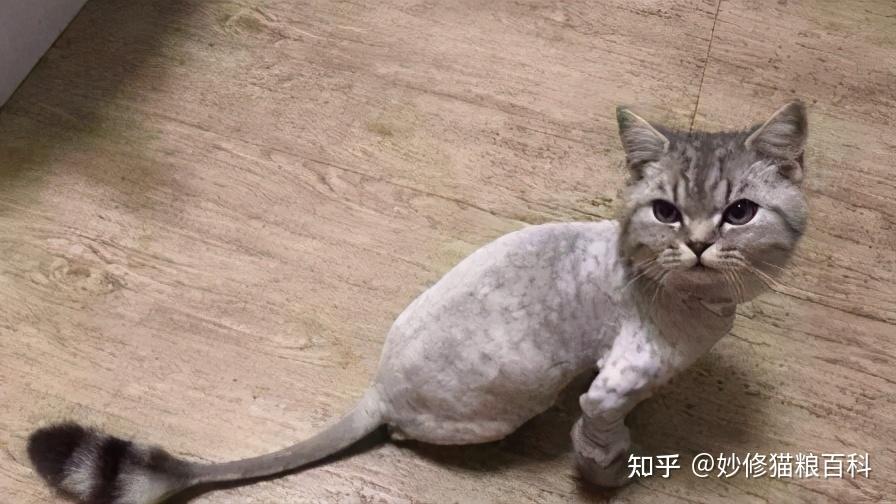 给猫咪剃毛的5个坏处连兽医也不建议给猫剃毛