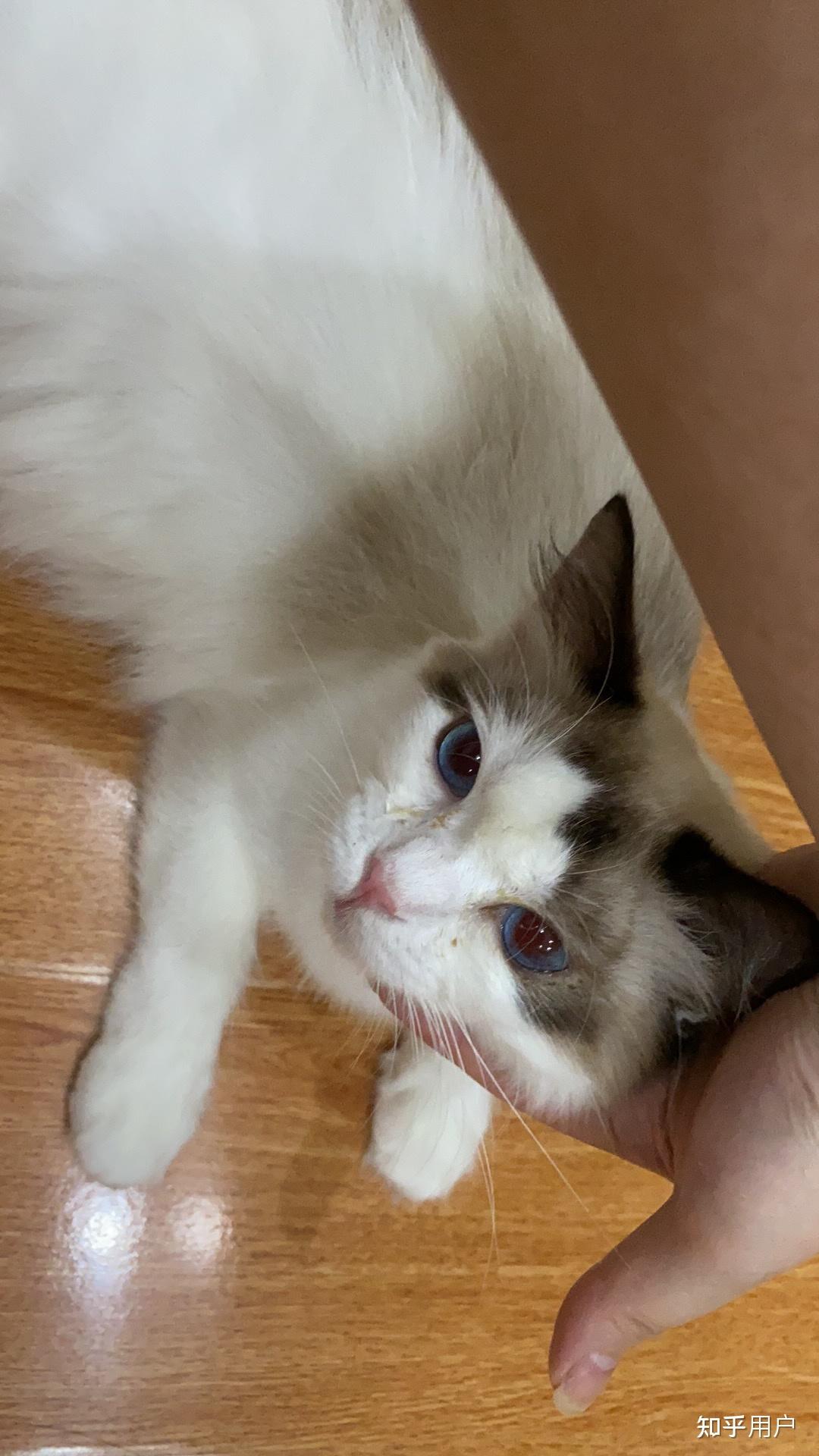 布偶嘴套是方的吗