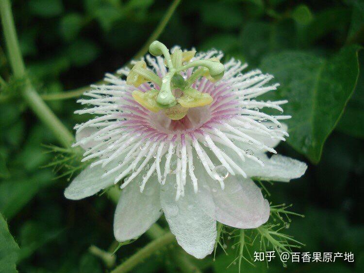 百香果是一年四季都有吗?