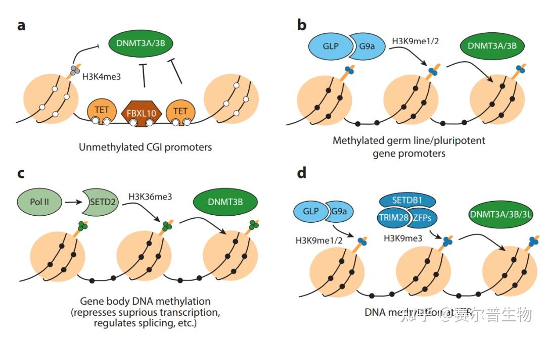 国自然热点dna甲基化建议先看这篇