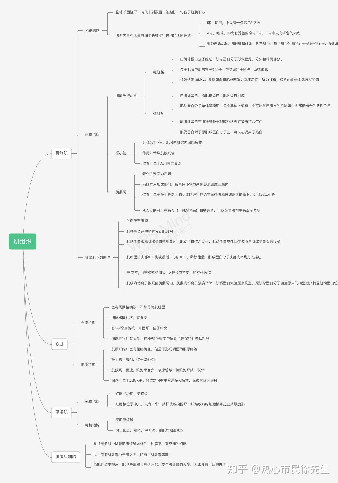 组胚红蓝铅笔手绘图 知识点总结,按需自取