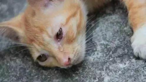 开水烫死怀孕母猫这不是虐待是变态