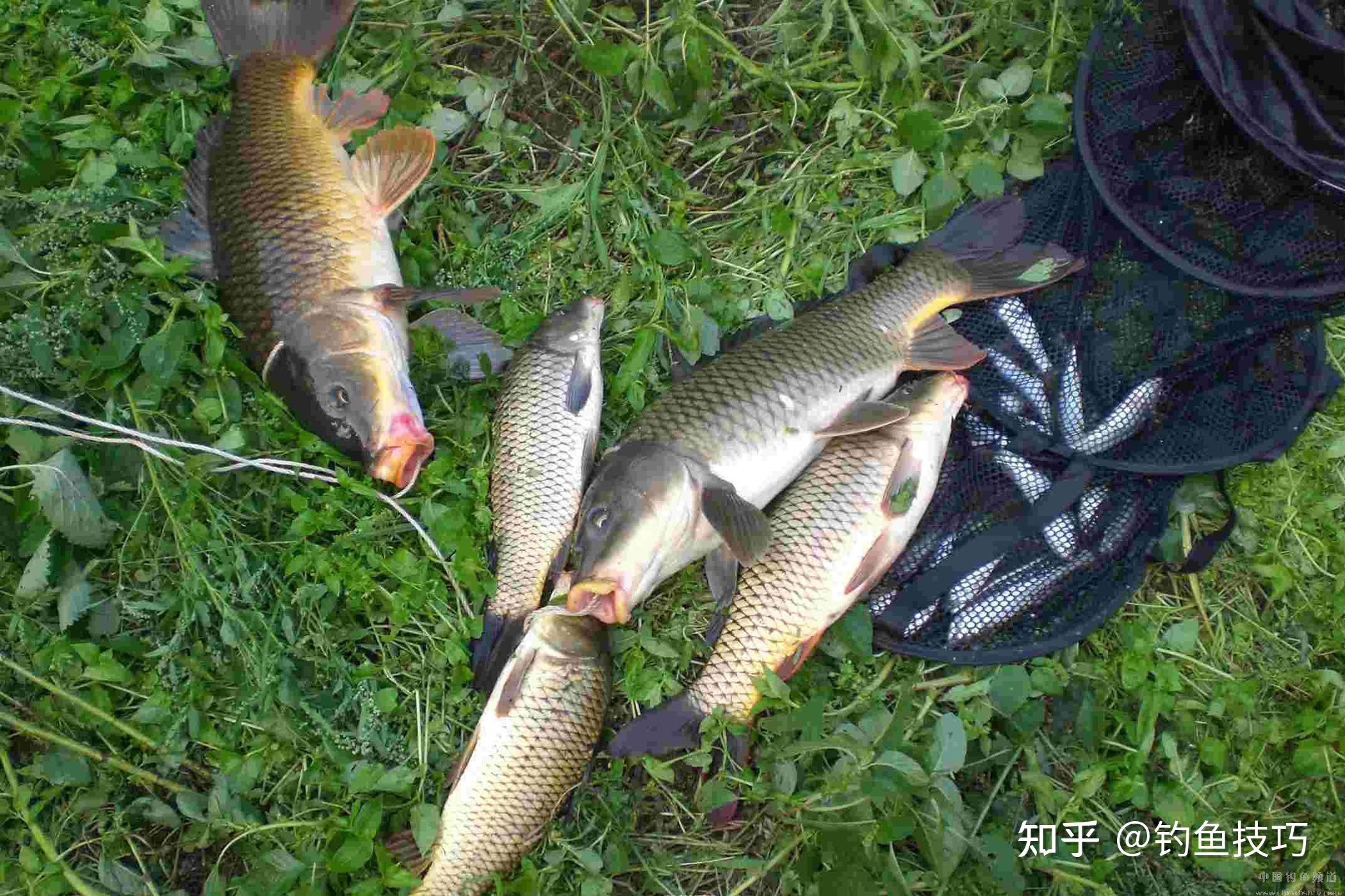 使用什麼味型的餌料來野釣鯽魚和鯉魚最好野釣鯉鯽魚技巧講解