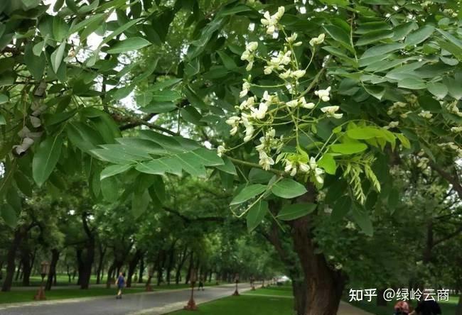 几种常见的兼具观赏及药用价值的苗木分享！ - 知乎