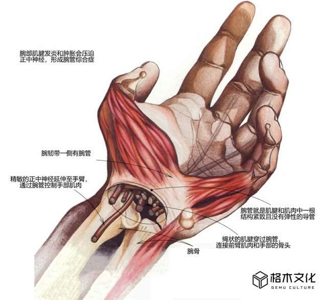 腕管结构图片