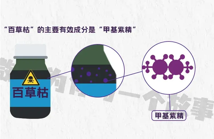 "百草枯"的主要有效成分是"甲基紫精",在化学上可以作为氧化还原指示