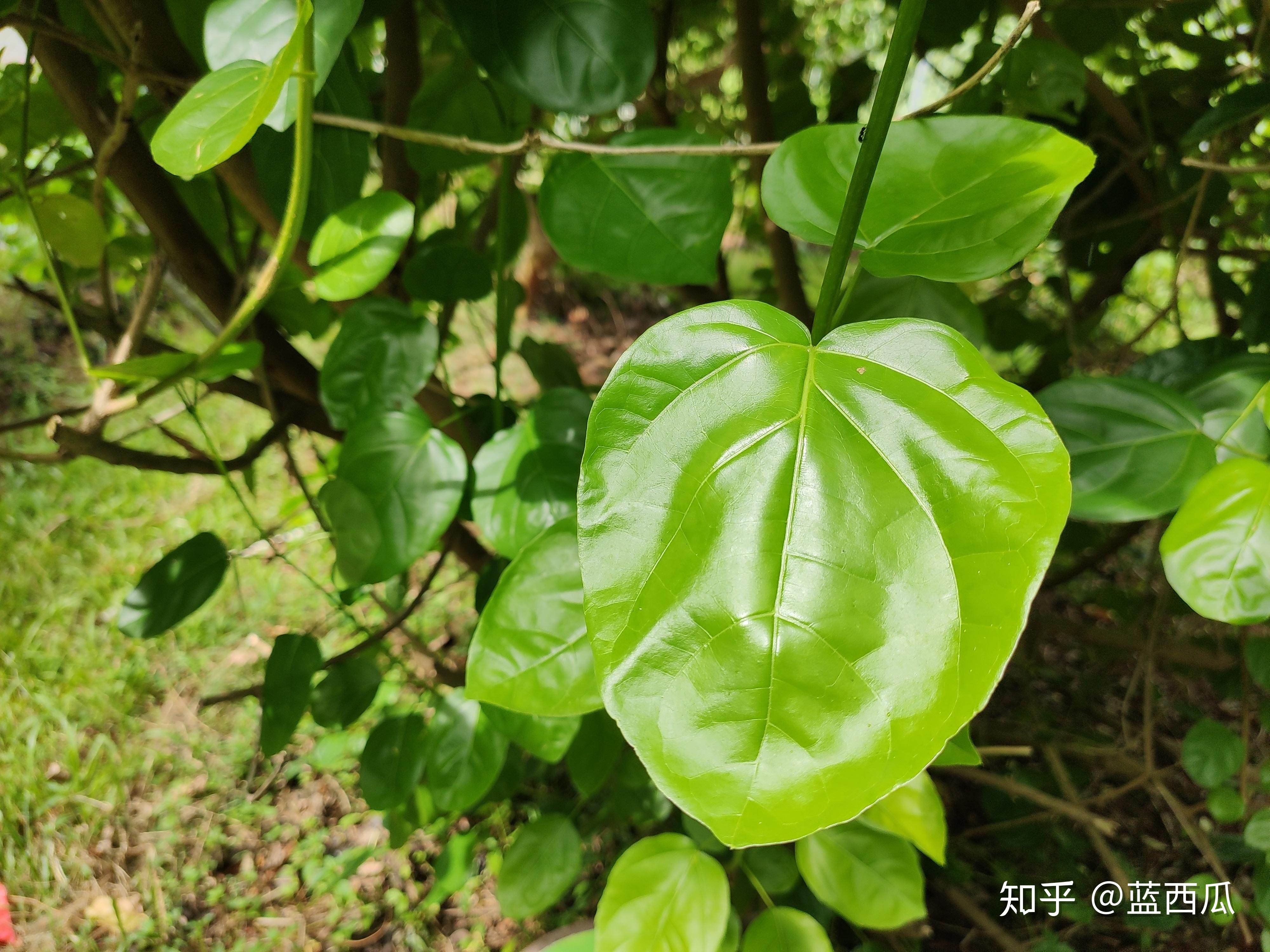 半红树植物图片