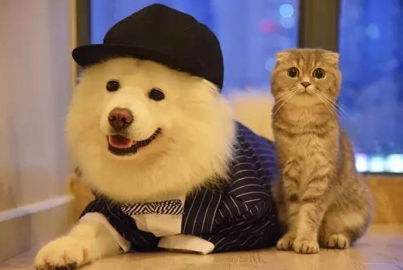 狗粮吗?狗可以吃猫粮吗?猫吃狗粮会怎么样?