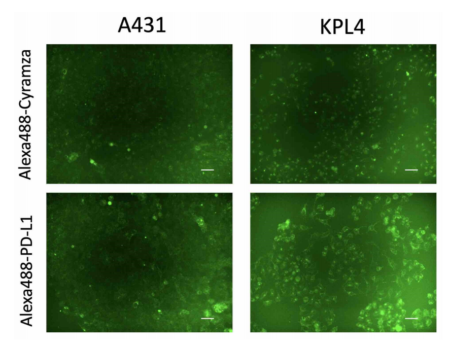 恒光讲堂近红外二区短波红外swir荧光分子成像用于癌症肿瘤的光学诊断