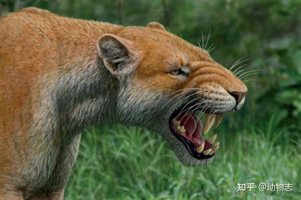 江左其杲:后猫不是小号剑齿虎,更像大猫咪,曾压制真猫500万年 - 知乎