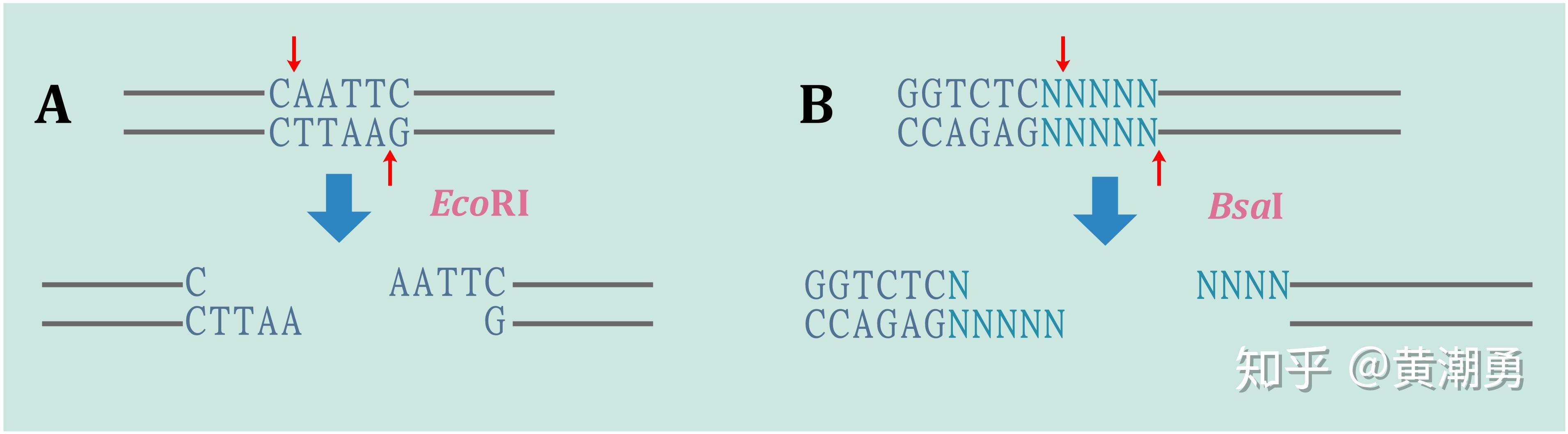 说起无缝克隆goldengateassembly根本不比gibsonassembly差好吗
