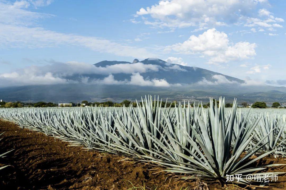 也有用谷物作原料的,更有用甘蔗作为原料的,粗枝大叶的龙舌兰(agave
